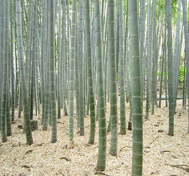 Bamboo_375